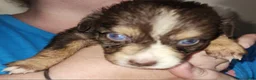 Australian Shepherd dogs for sale: Chelly - Ad 15
