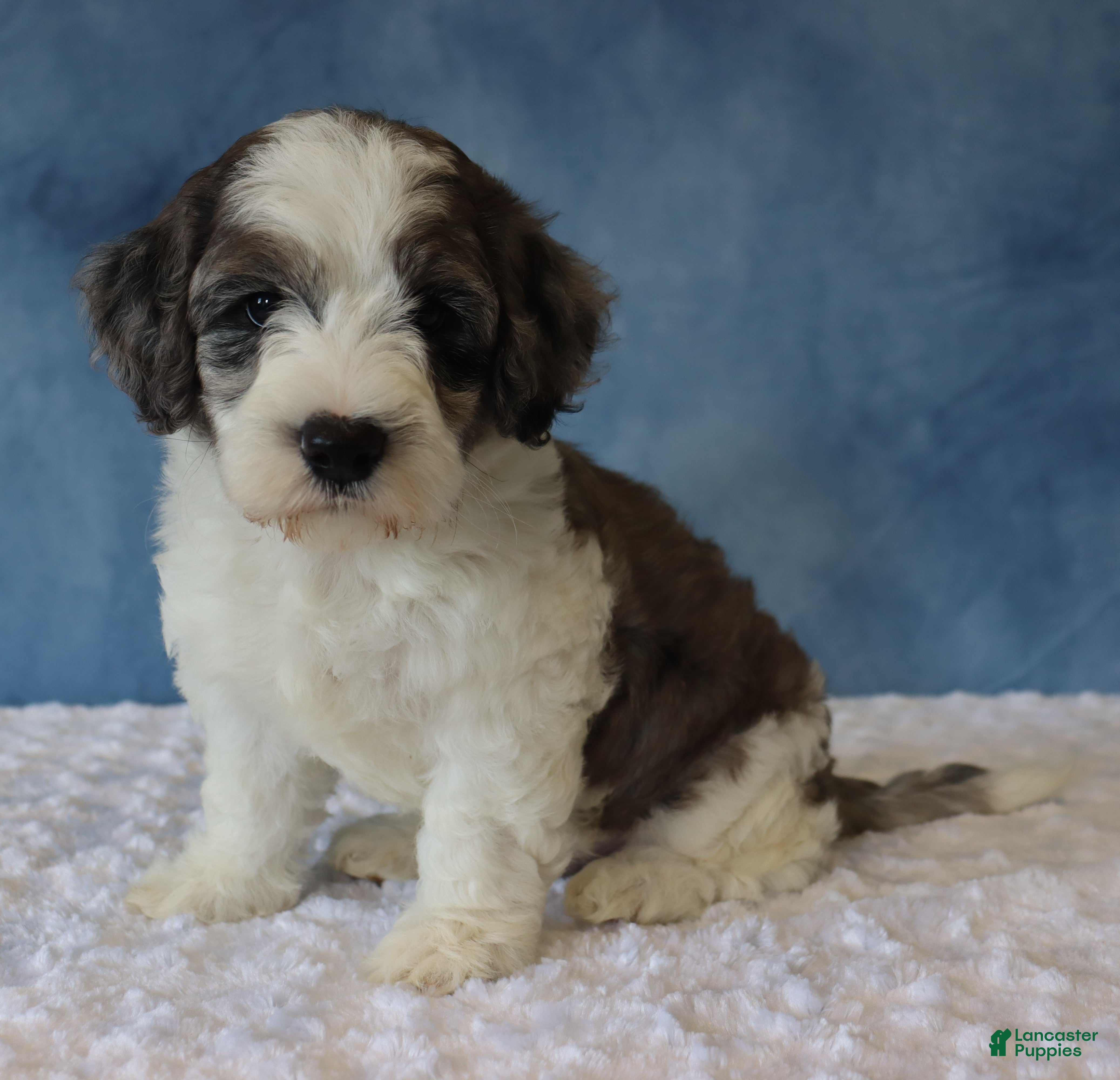 Mixed Breed dogs Ziggy - Ad 1