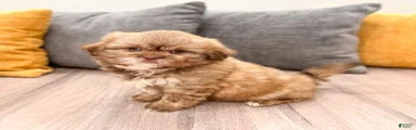 Gus