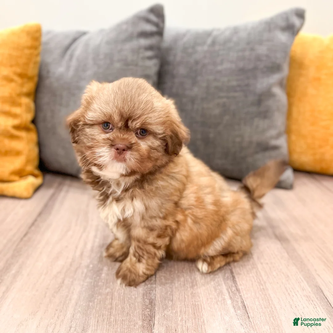 Shih Tzu dogs for sale: Gus - Ad 1