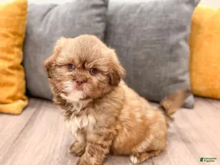 Shih Tzu dogs for sale: Gus - Ad 2