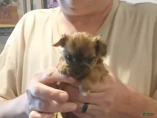 Yorkshire Terrier dogs Girl 1 - Ad 29