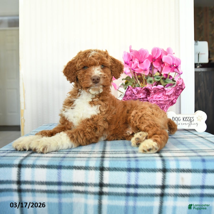 Miniature Poodle dogs Buddy - Ad 1