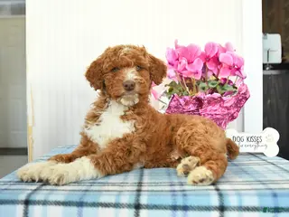 Miniature Poodle dogs for sale: Buddy - Ad 2