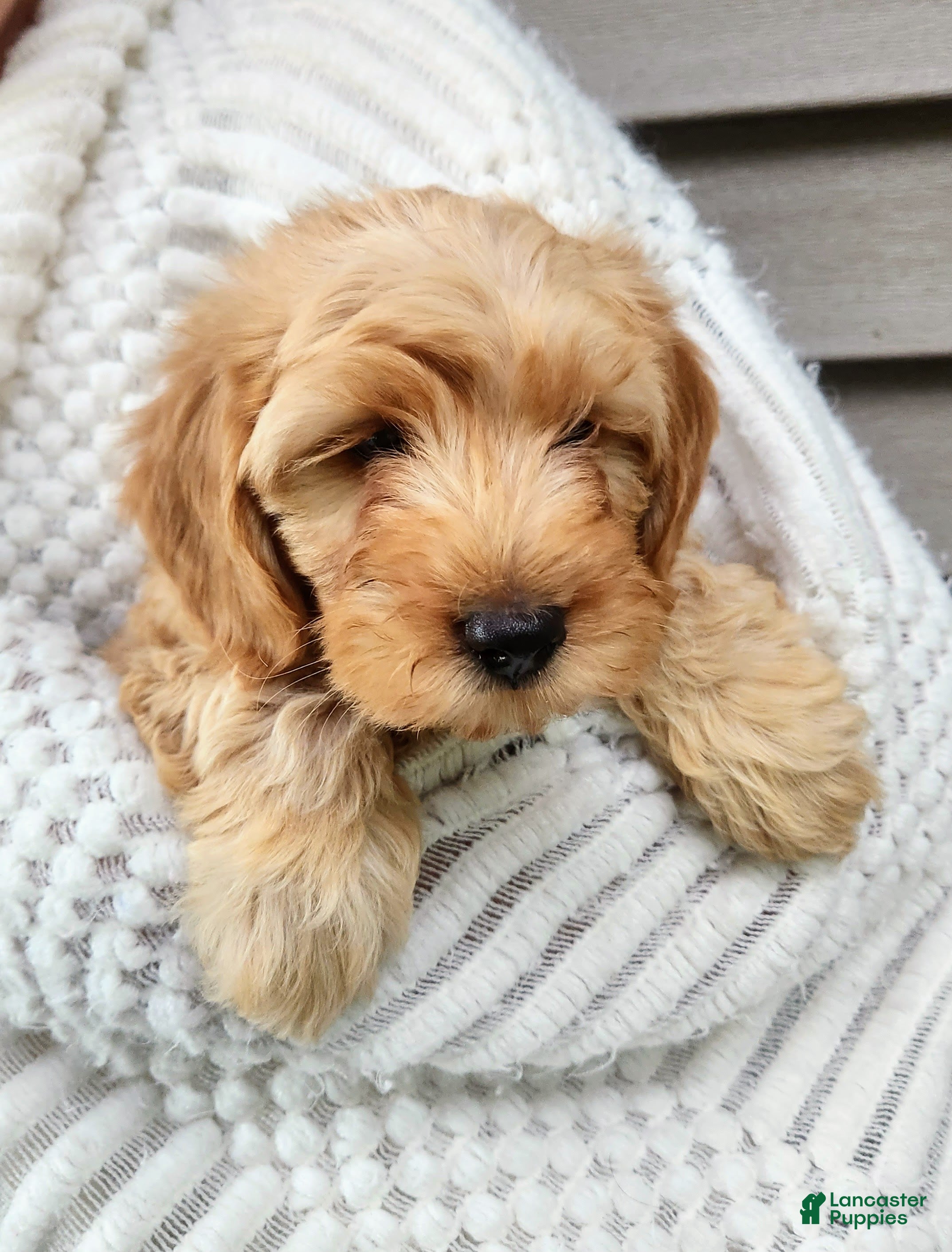 Mini Goldendoodle dogs BARKLEY - Mini Goldendoodle Fluffy Puppy - Ad 2