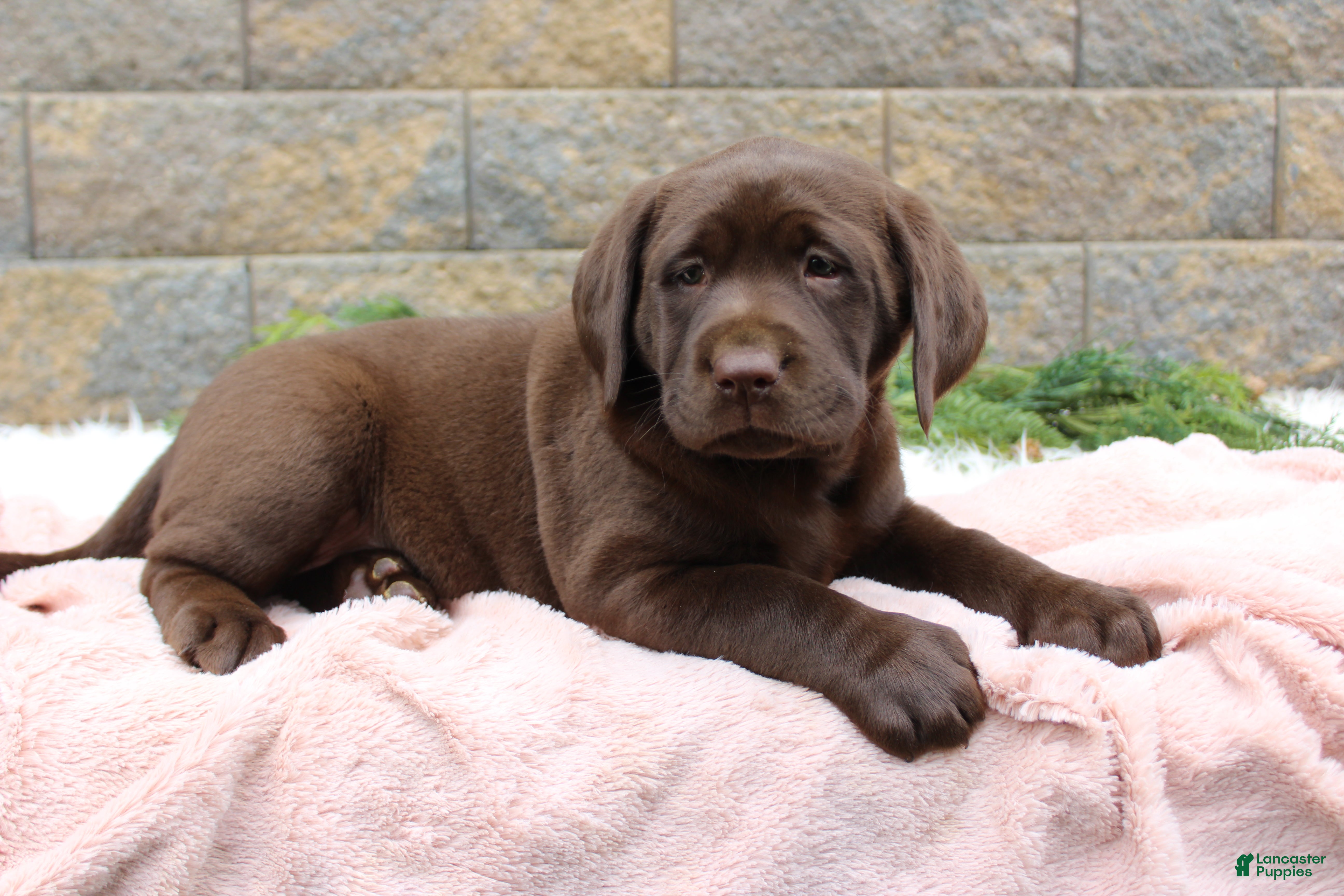 Labrador Retriever dogs Dandy - Ad 1