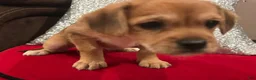 Mixed Breed dogs for sale: Mixed Breed 1 - Ad 7