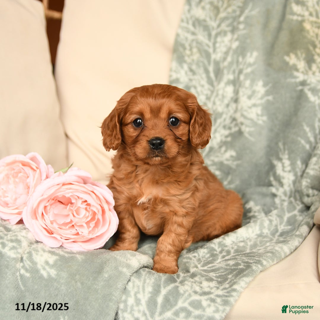 Cavapoo dogs for sale: Sophia - Ad 1
