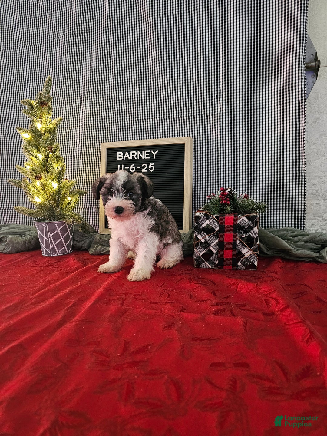Miniature Schnauzer dogs for sale: Barney - Ad 1