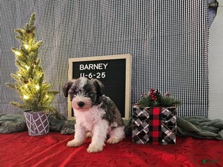 Miniature Schnauzer dogs Barney - Ad 38