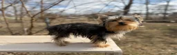 Yorkshire Terrier dogs for sale: Winnie - Ad 6