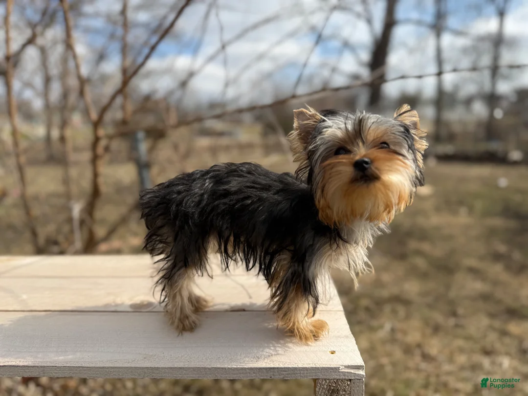 Yorkshire Terrier dogs for sale: Winnie - Ad 6