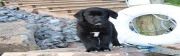 Labrador Retriever dogs for sale: Violet - Ad 3