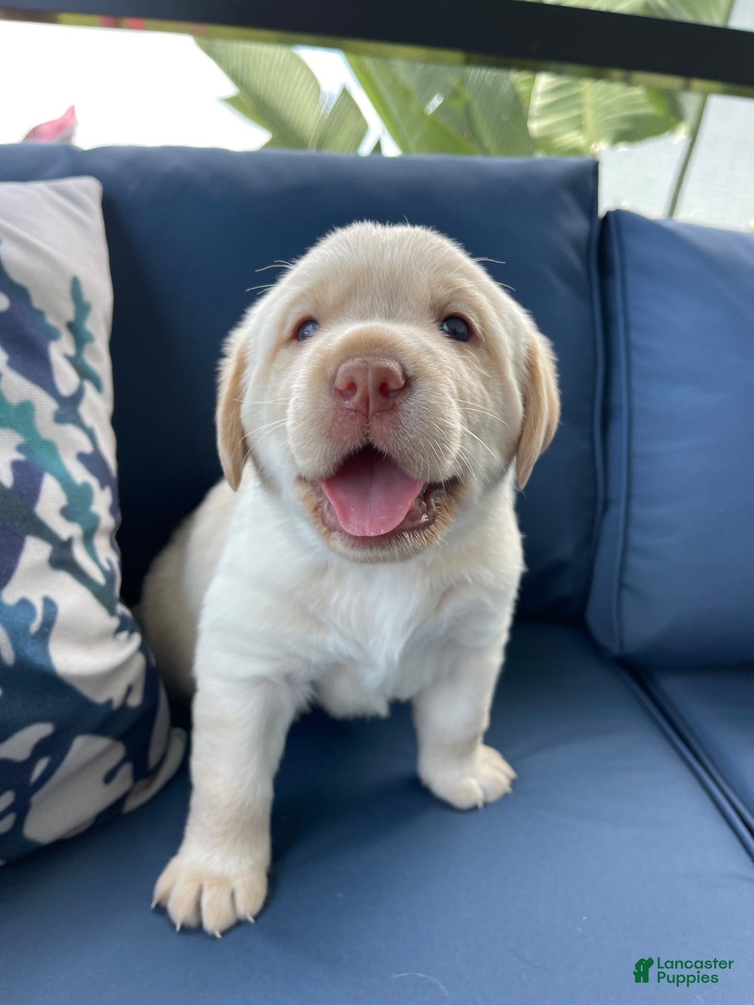 Labrador Retriever dogs for sale: Labrador Retriever Puppy - REX - Ad 9