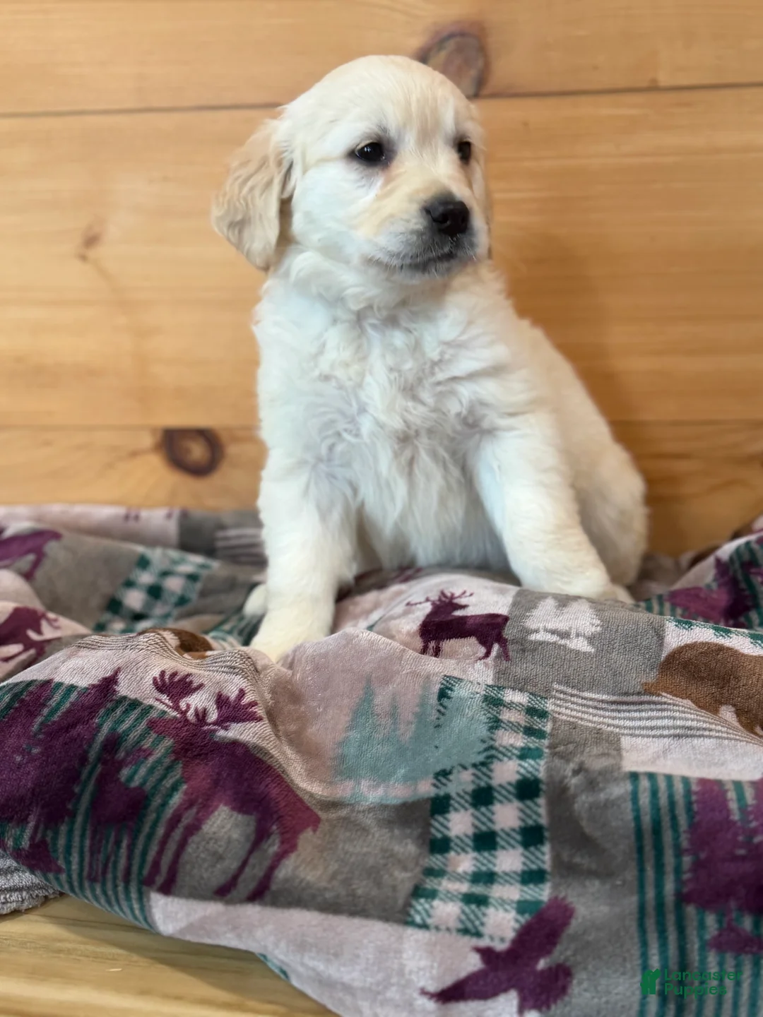 Golden Retriever dogs for sale: Poppy - Ad 1