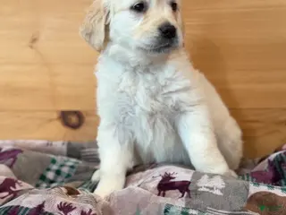 Golden Retriever dogs for sale: Poppy - Ad 4