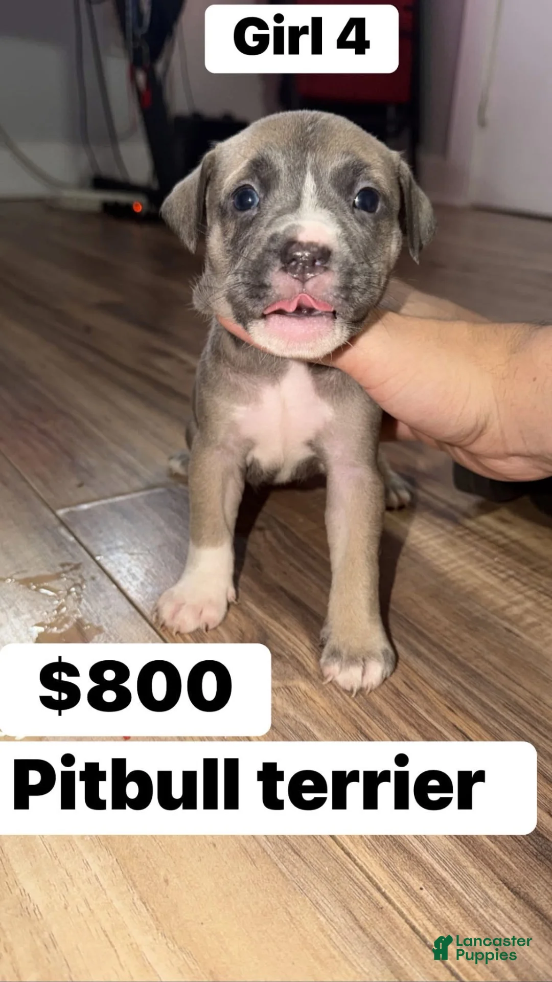 Mixed Breed dogs for sale: Puppy 2 - Ad 6