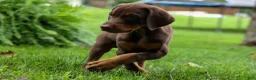 Doberman Pinscher dogs for sale: Gunner🦴 - Ad 8