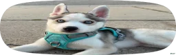 Siberian Husky dogs for sale: Siberian Husky Puppy 1 - Ad 8