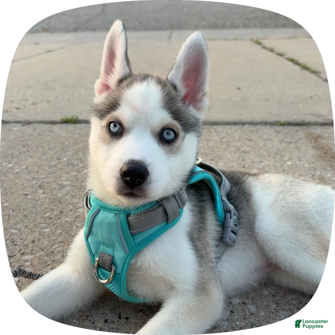 Siberian Husky dogs for sale: Siberian Husky Puppy 1 - Ad 8