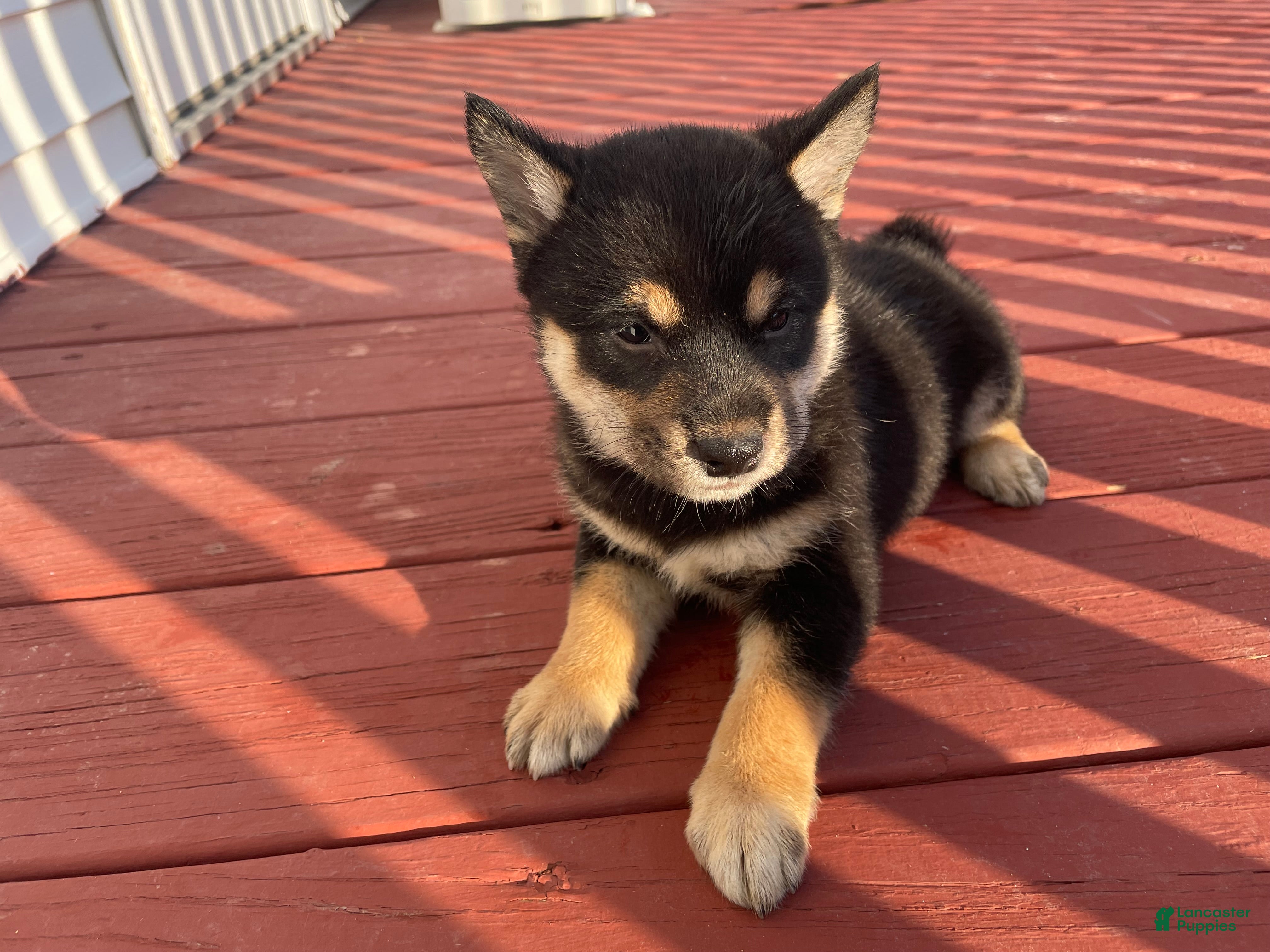 Shiba Inu dogs Scott Shiba Inu Puppy 2 - Ad 1