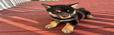 Scott Shiba Inu Puppy 2