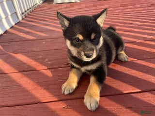 Shiba Inu dogs Scott Shiba Inu Puppy 2 - Ad 1