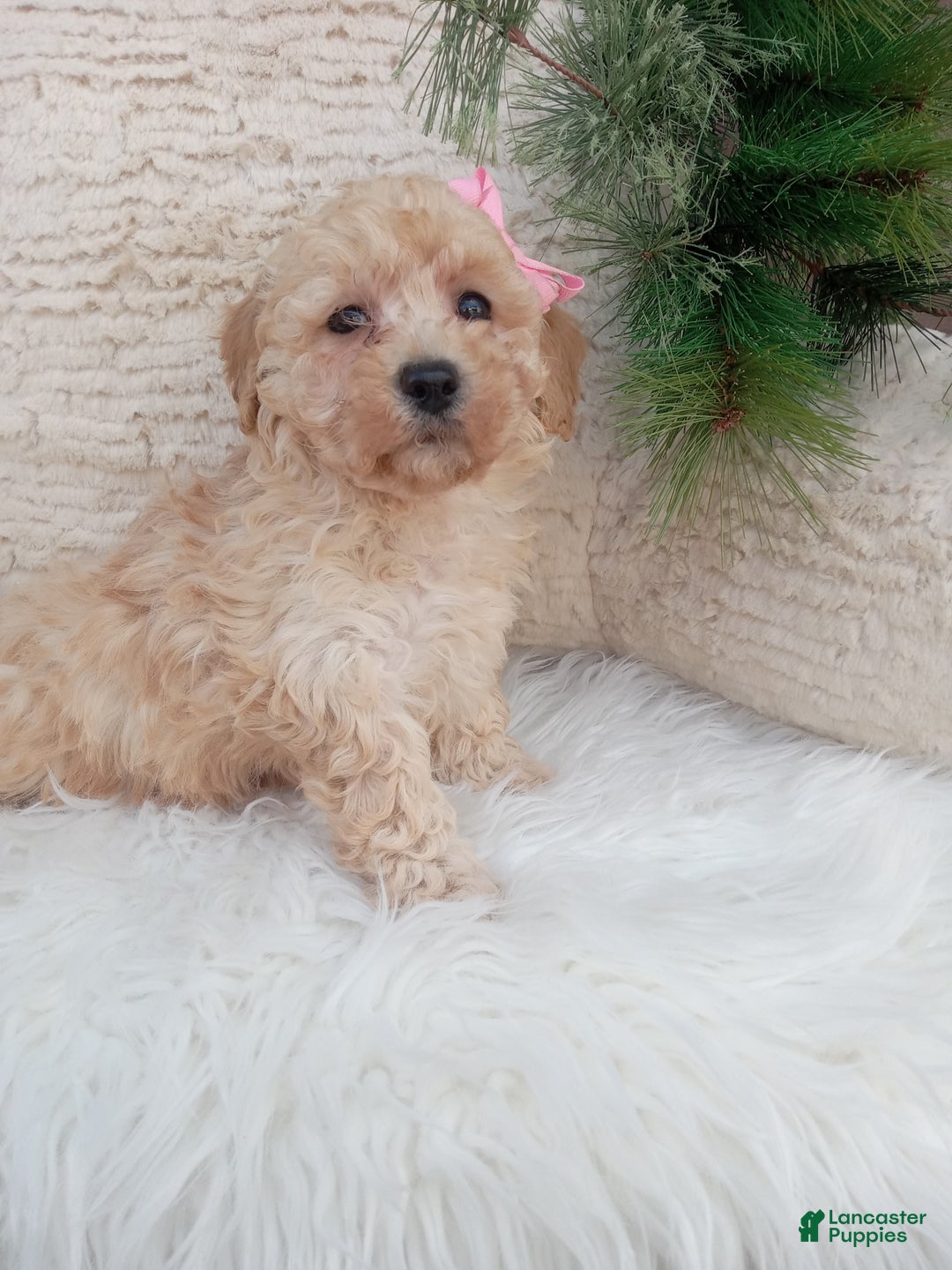 Bichpoo dogs for sale: River - Ad 4