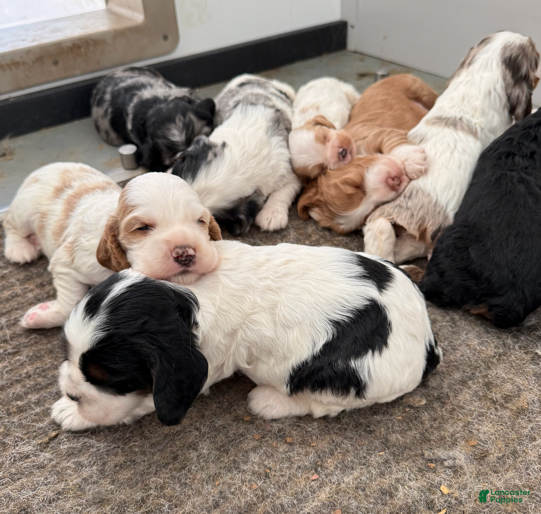 Cocker Spaniel dogs for sale: Doodle - Ad 6