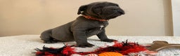 Cane Corso dogs for sale: Diamond - Ad 6