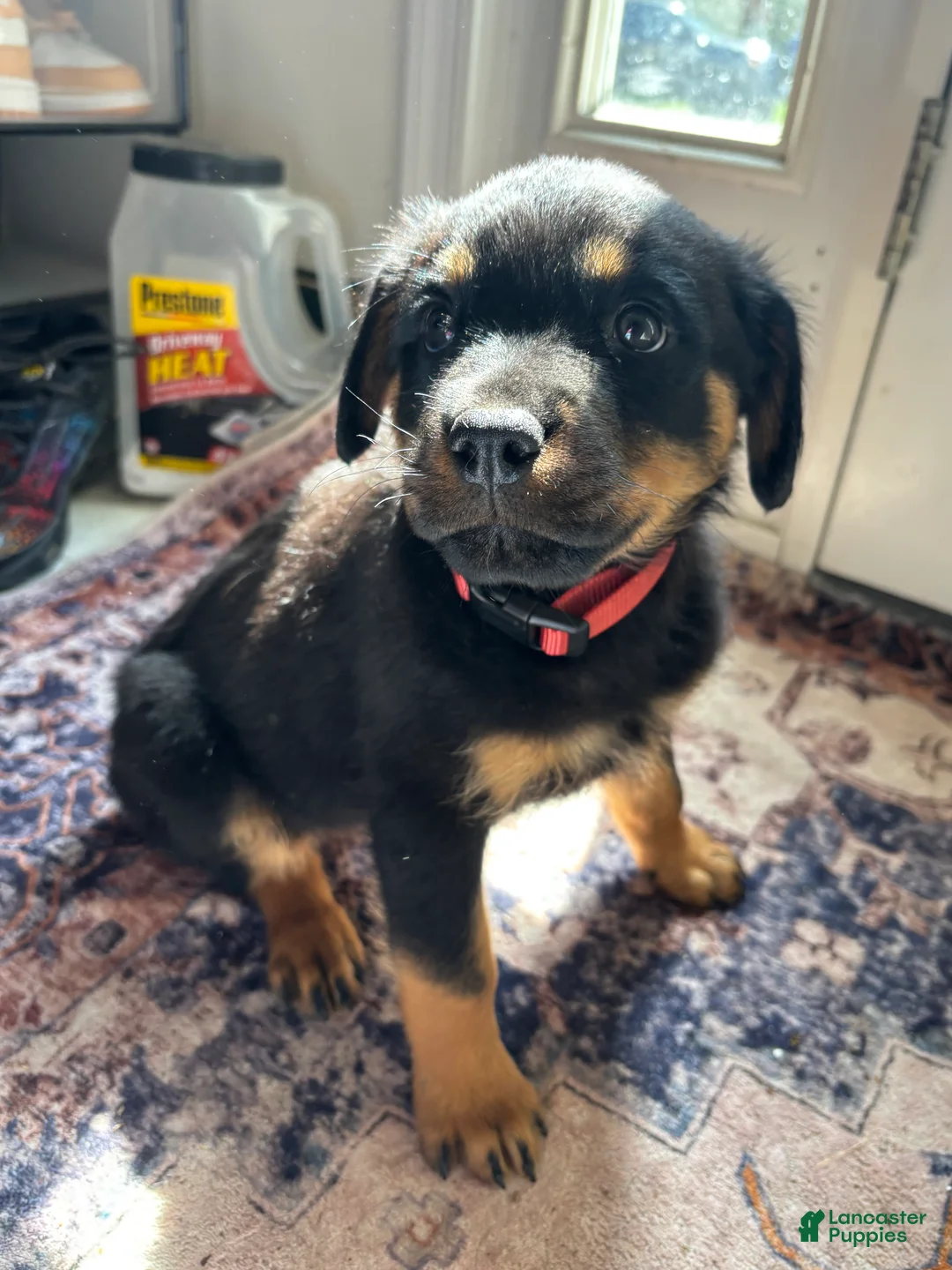Rottweiler dogs for sale: Red - Ad 2