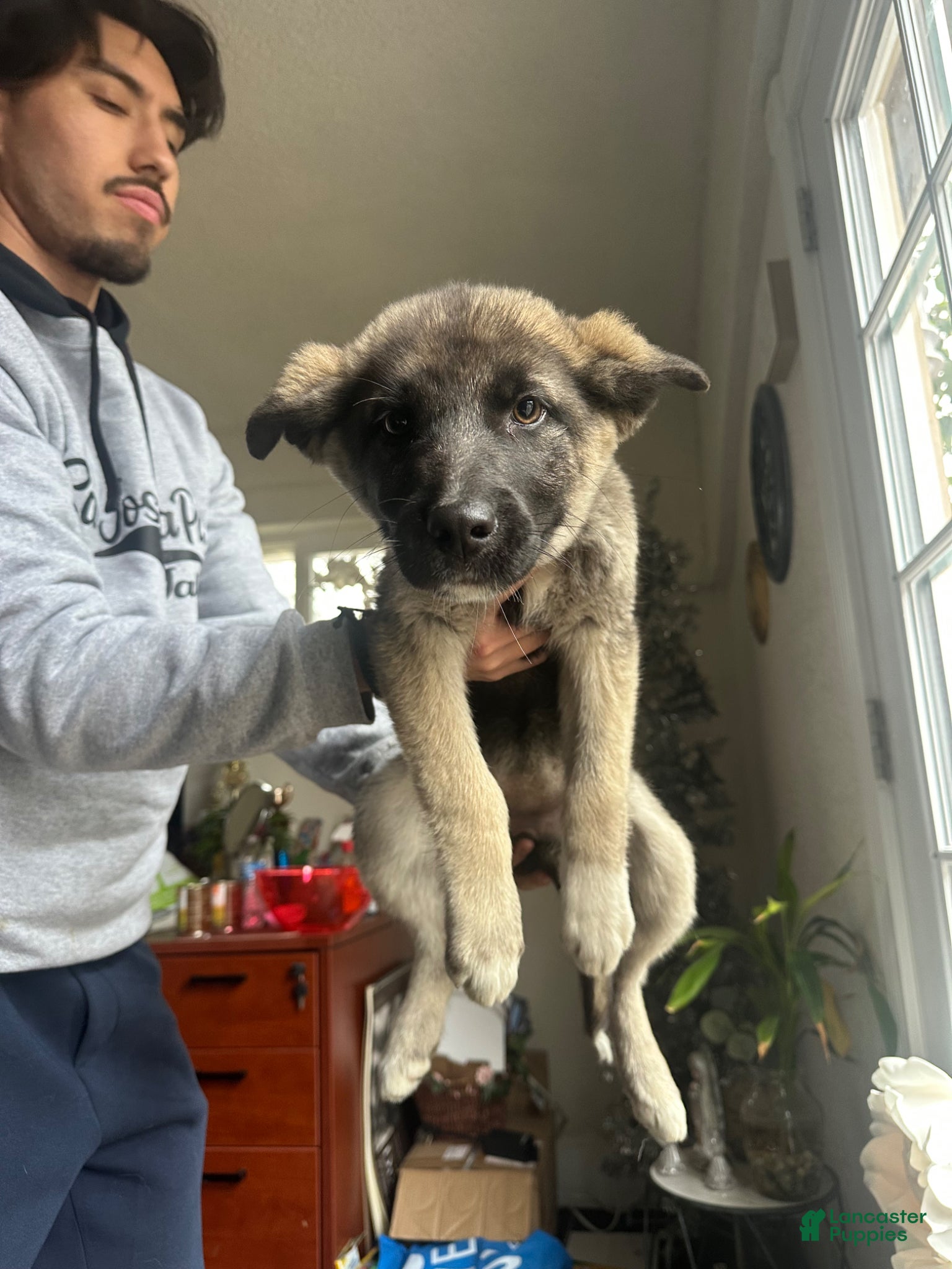 Gerberian Shepsky dogs Gerberian Shepsky Puppy 6 - Ad 25