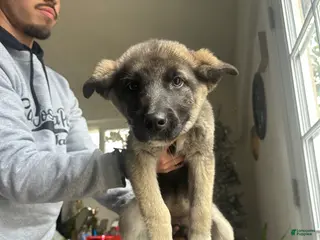 Gerberian Shepsky dogs Gerberian Shepsky Puppy 6 - Ad 25