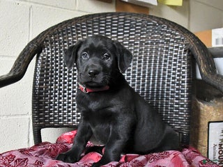 Labrador Retriever dogs Bear - Ad 8