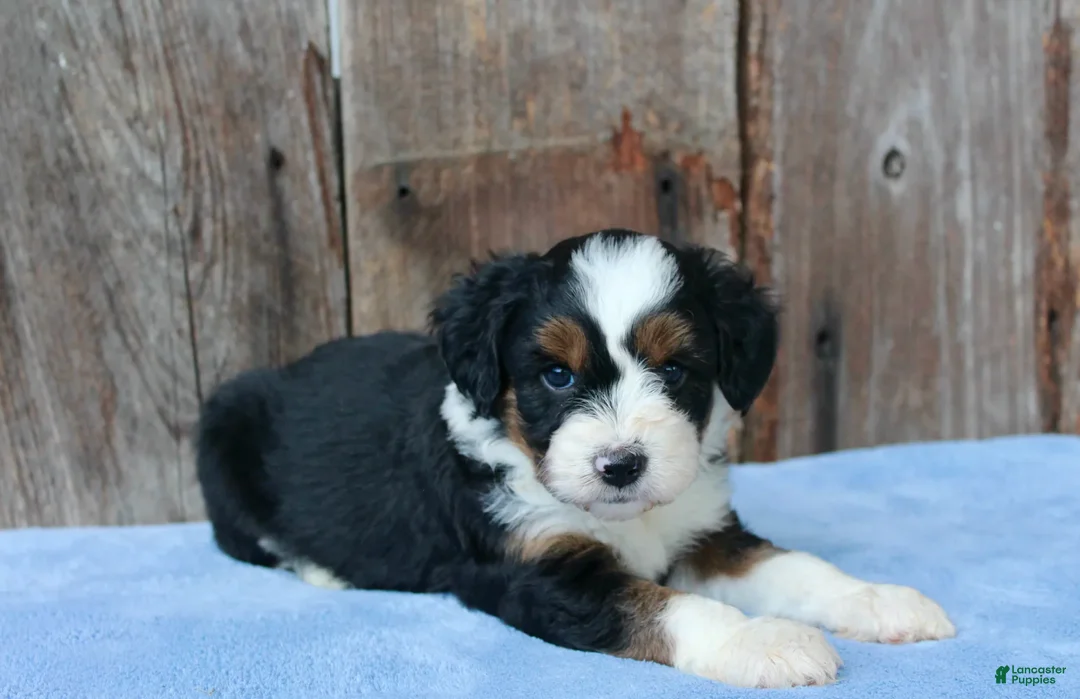 Aussiedoodle dogs for sale: Kadin - Ad 2