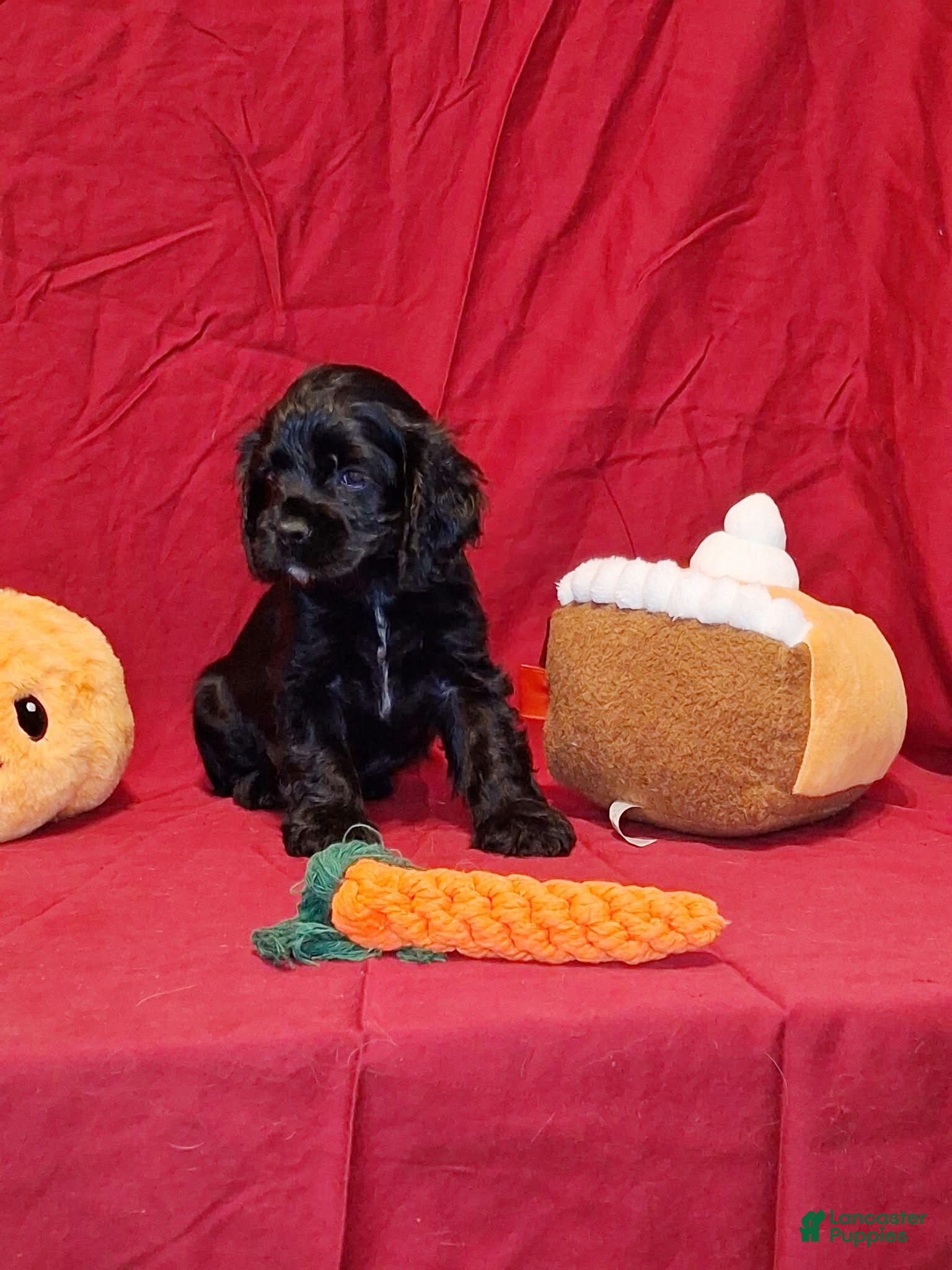 Cocker Spaniel dogs for sale: Theodore - Ad 3
