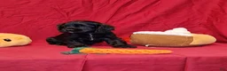 Cocker Spaniel dogs for sale: Theodore - Ad 1