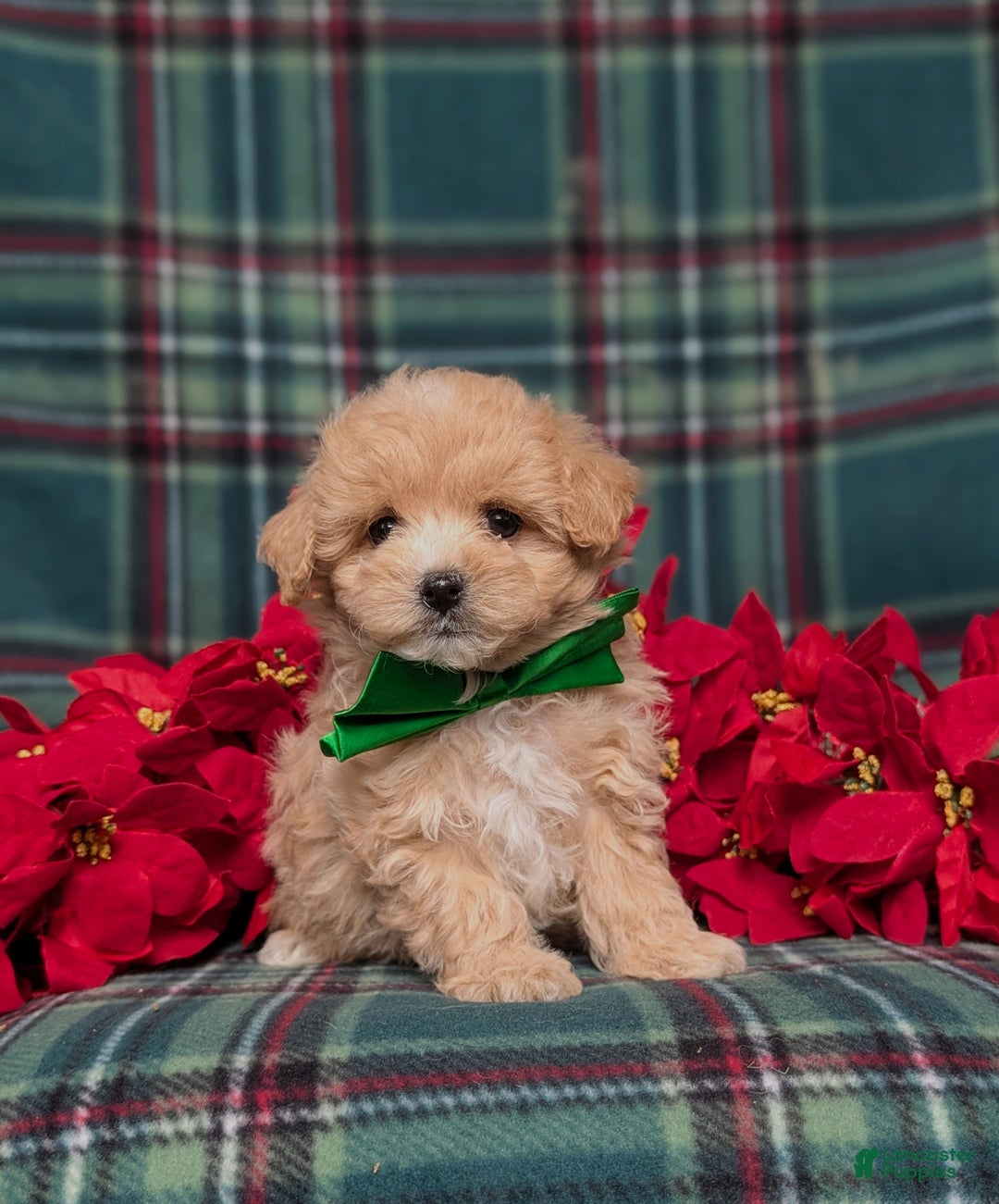 Maltipoo dogs for sale: Zeke 8 lbs Full Grown - Ad 1