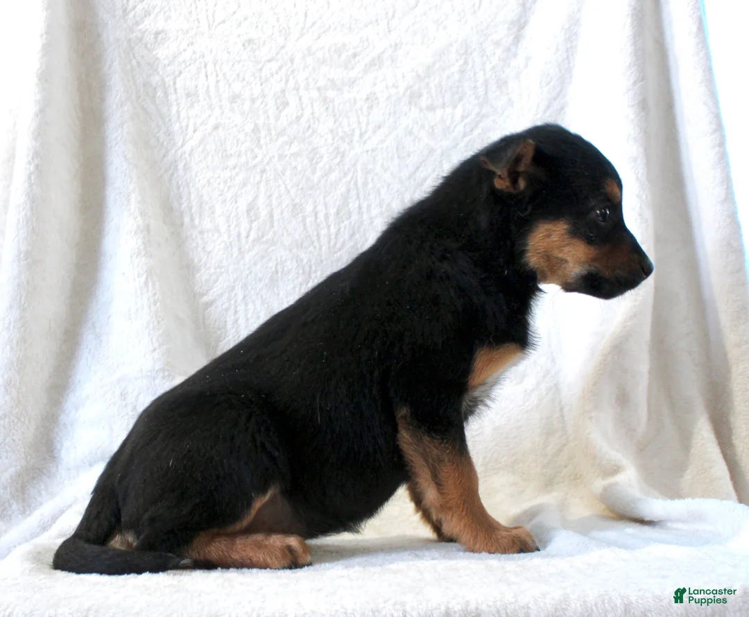 Mixed Breed dogs for sale: Sally - Ad 6