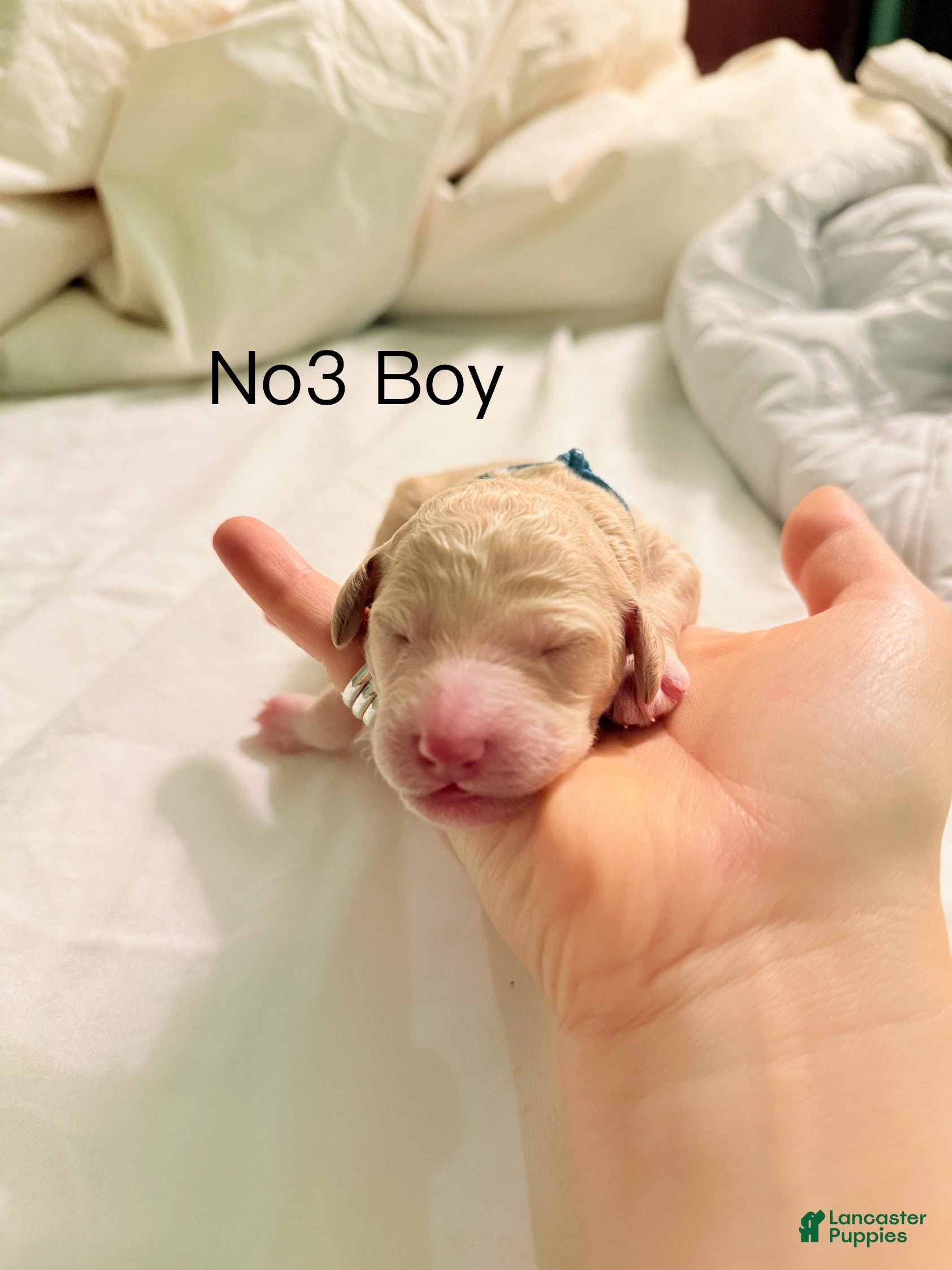 Standard Poodle dogs Standard Poodle Puppy 3 - Ad 6