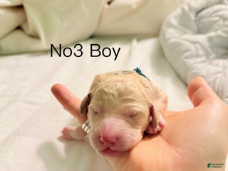 Standard Poodle dogs Standard Poodle Puppy 3 - Ad 36