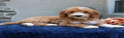 Goldendoodle dogs for sale: Destiny  - Ad 3