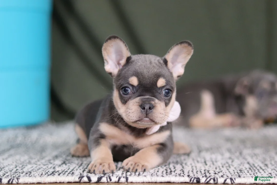 French Bulldog dogs for sale: Bebe - Ad 6
