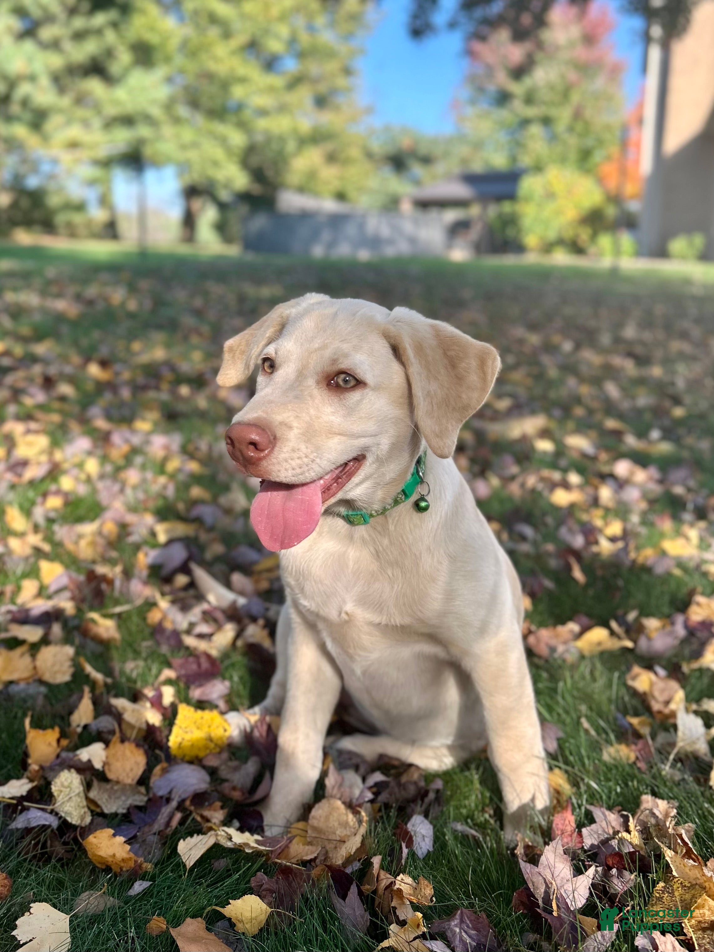 Labrador Retriever dogs Oakley  - Ad 1