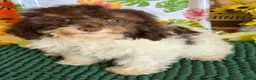 Cockapoo dogs for sale: Millie - Ad 2