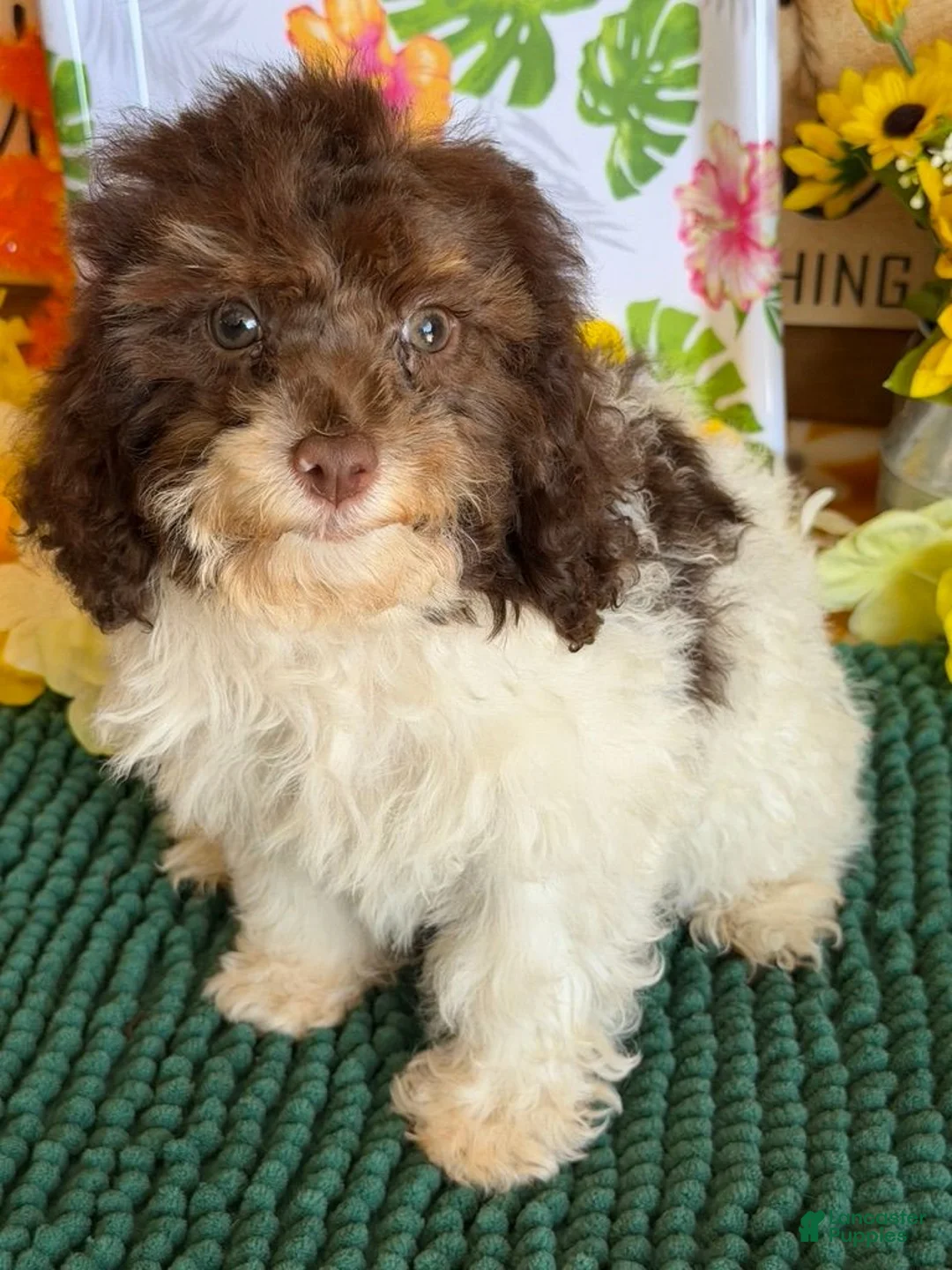 Cockapoo dogs for sale: Millie - Ad 2