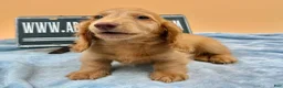 Miniature Dachshund dogs for sale: Ch Bred S.African/russian akc - Ad 20
