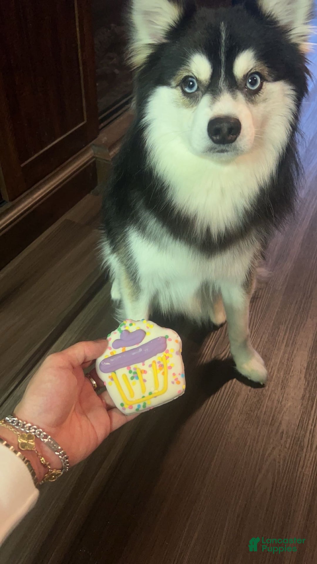 Pomsky dogs for sale: Tiny - Ad 13