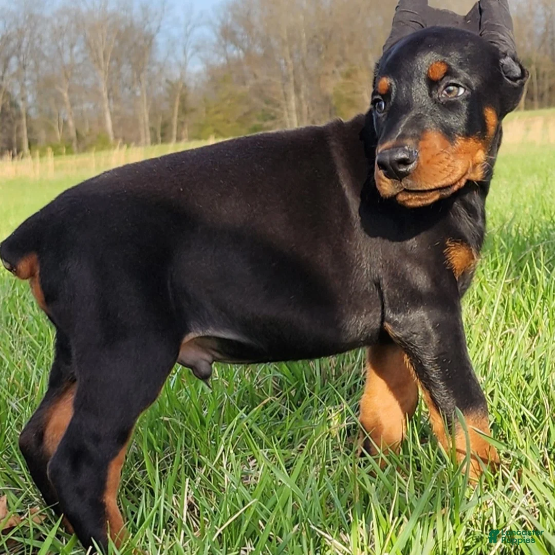 Doberman Pinscher dogs for sale: Samson  - Ad 2