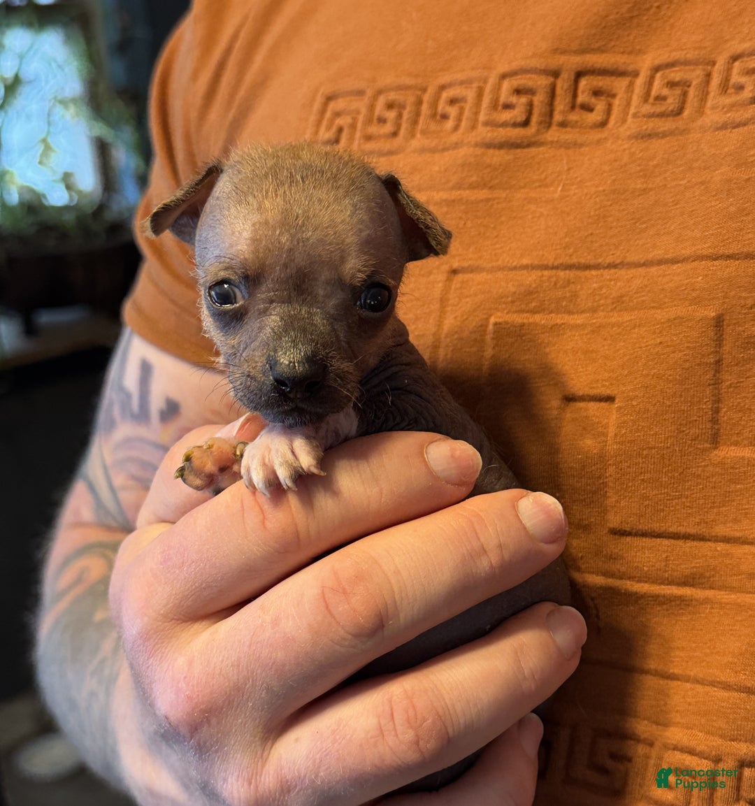 Mixed Breed dogs for sale: Chief - Ad 3